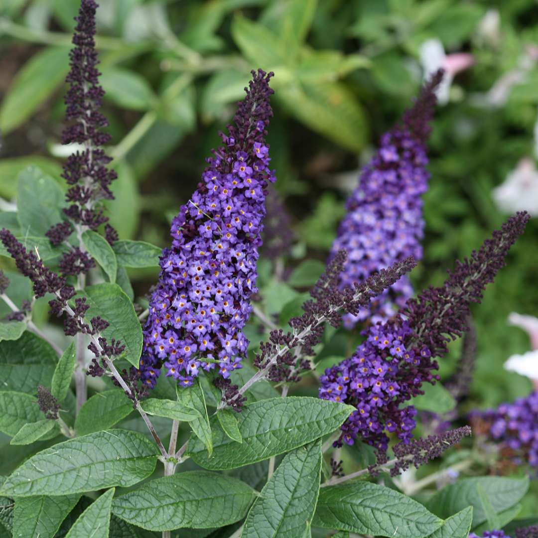 Close up of deep blue Pugster Blue Buddleia flowers